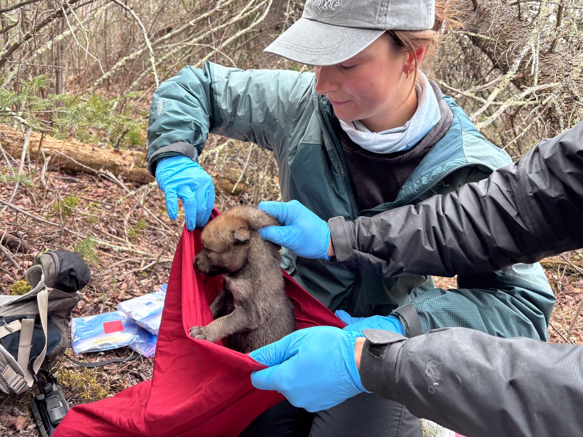 Voyageurs Wolf Project tweet media