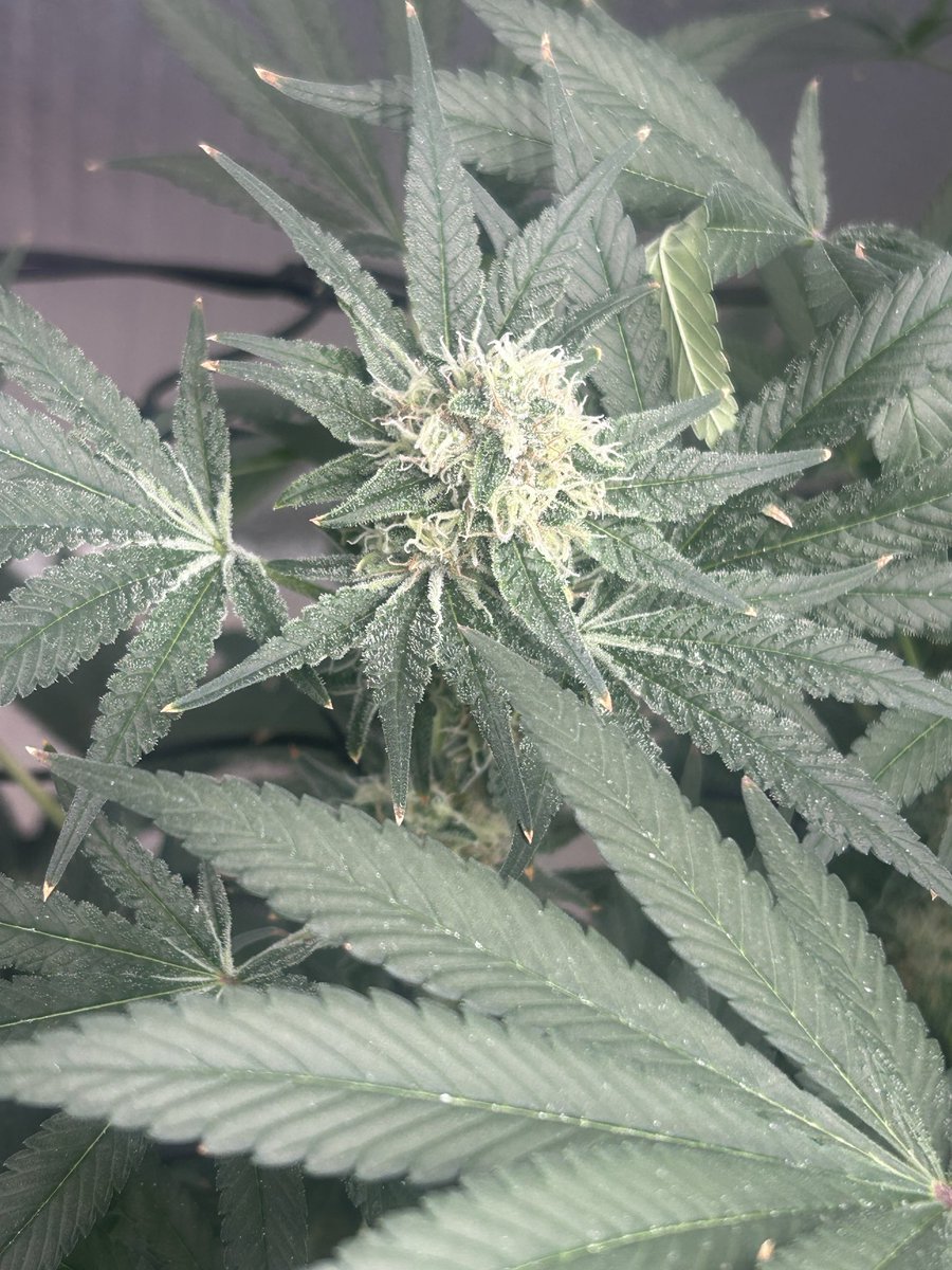 thecannalife420's tweet photo. Day 48 and she’s wearing diamonds already ❄️🧀
Triple Cheese stacking frost like it’s harvest week early. The nose is getting louder every day — skunky with that sharp cheesy bite.
Would you let her run longer or start the countdown now? 👀🔥
#TripleCheese #Day48 #FrostFactory #IndoorGrow #CannabisCommunity #StickyIcky