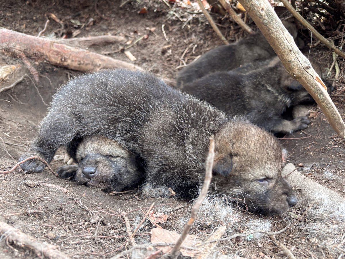 Voyageurs Wolf Project tweet media