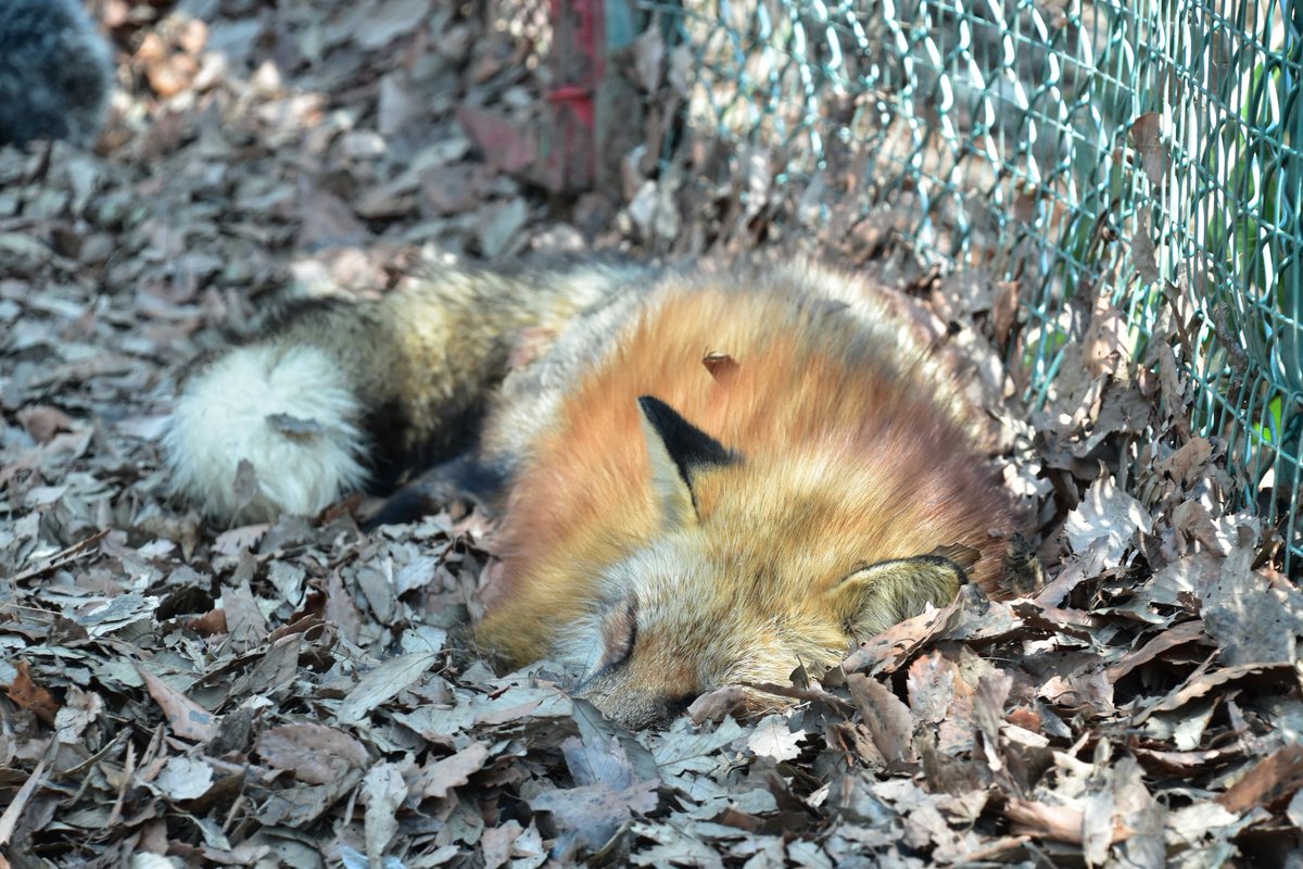 たまも🦊 (@TamamofuFox) / Posts / X