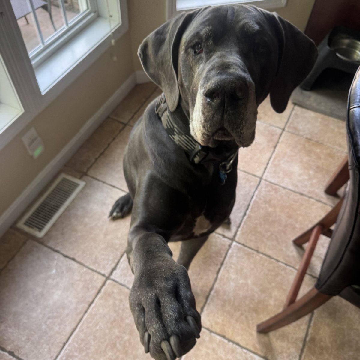 WoofPackTrails's tweet photo. Today’s Agenda: WoofPack Pack member Blue is practicing new tricks with plenty of treats. Watching any dog learn, grow, and build confidence through training is especially rewarding, and it strengthens the bond between you and your pup!
#SmartDog
#DogTraining
#TreatReward https://t.co/kyVZP8lyt5