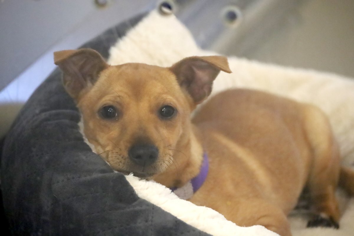 Dogs Trust Leeds tweet media