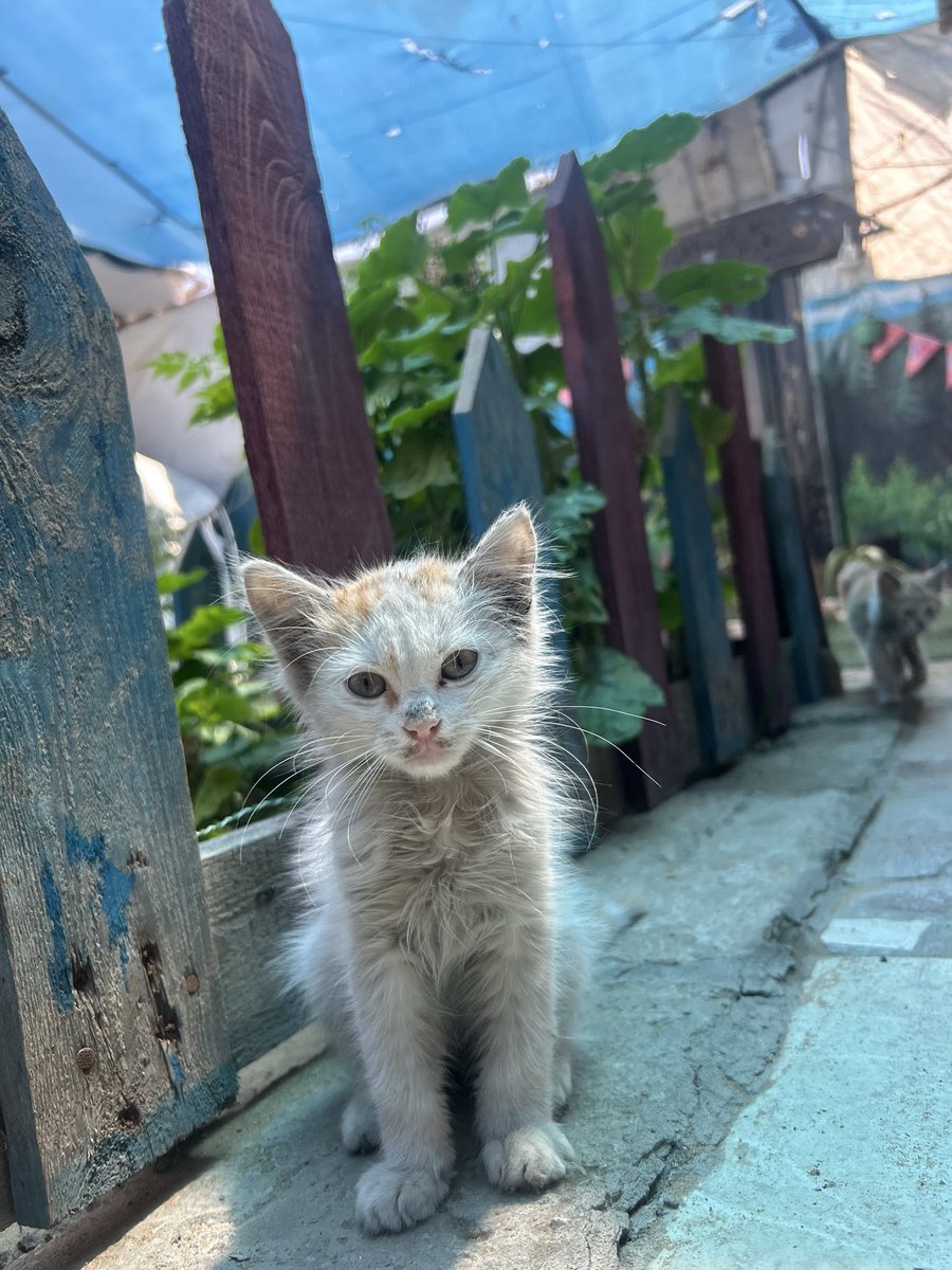 Salam animal care tweet media