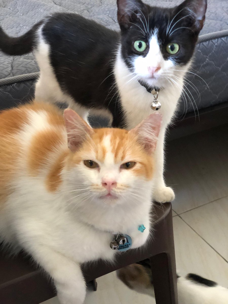 pus_abel's tweet photo. HIii!! aku open adopt (FREE) kucing daerah bandung alias batununggal, bubat

syaratnya cuma harus penyayang kucing dan emang mau mengurus kucing 🥺karena kucingku udah kebanyakan plus ga udh ngerasa ga sanggup 🥲☹️

hmu on dm yaah bisa dianterin #freeadopt #kucing #bandung https://t.co/b52yjzJblV
