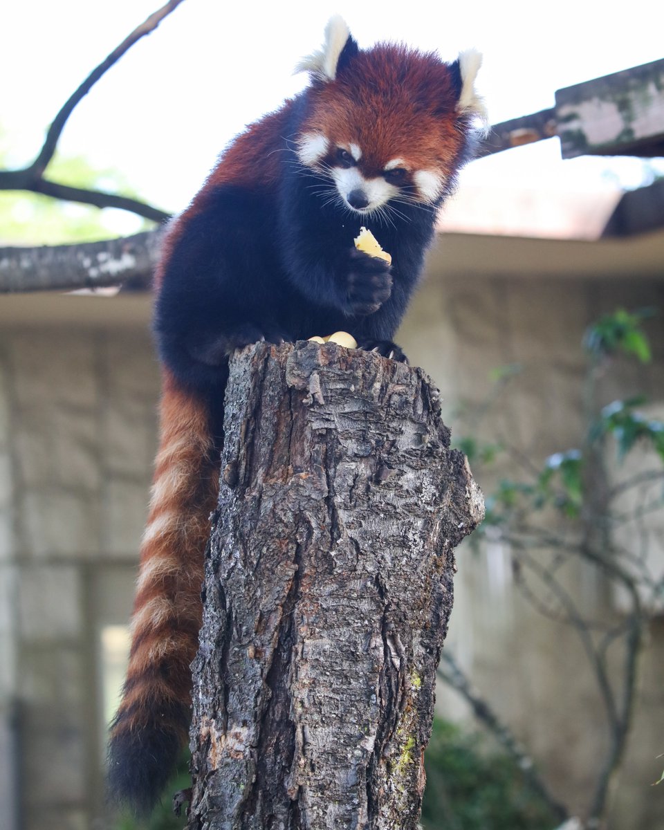 赤リンゴポシェットを下げたレッサーパンダさん リンゴを食べる時も目力は半端なかった八木山時代のアケビさんです