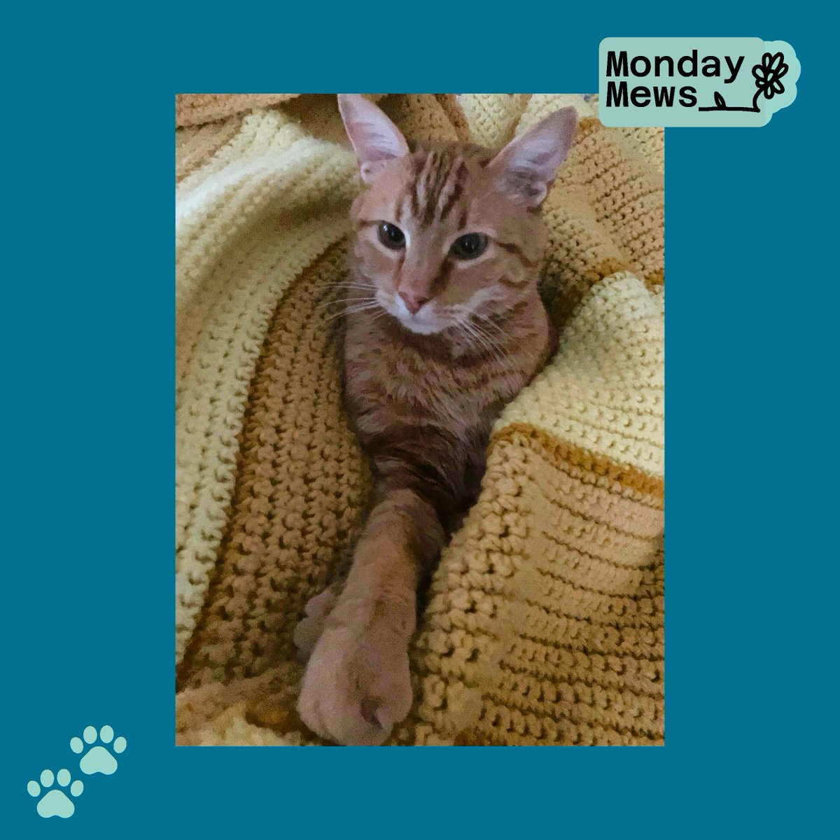 KansasLAP's tweet photo. Ringo is Reminding Everyone to Turn Those Monday Blues into Monday Mews. 🐱🐾

Ringo says... If the blanket is warm, the emails can wait 5 more minutes.✨🐈 https://t.co/b7ulCfYjg6
