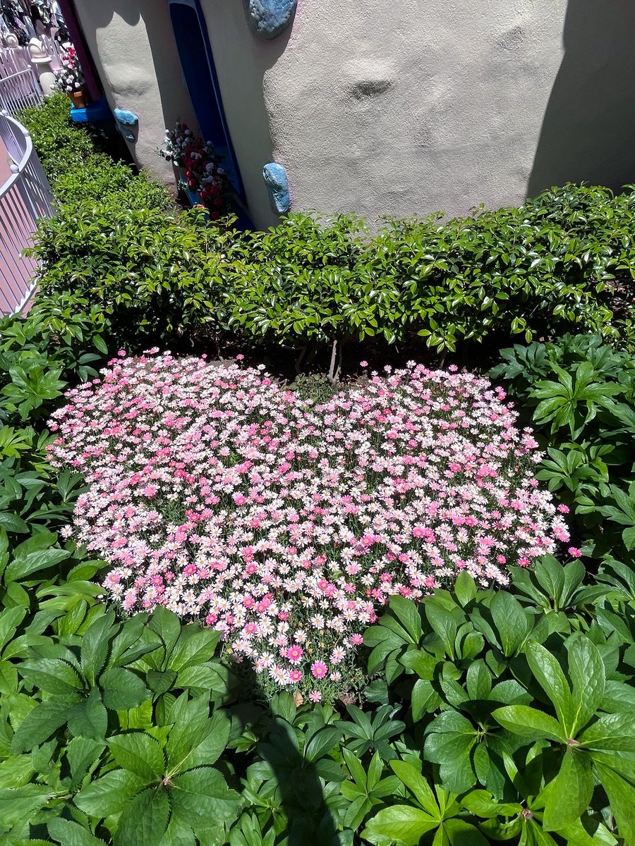 __ks_se's tweet photo. この時期のディズニーお花がいっぱいで可愛い https://t.co/enyzCOyBwP