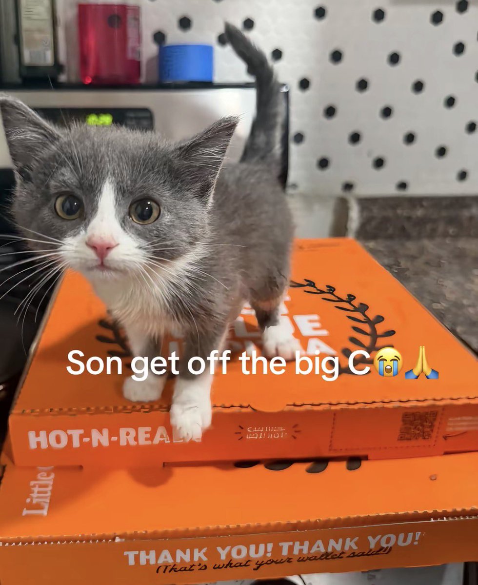 LiterallyMeCats tweet media