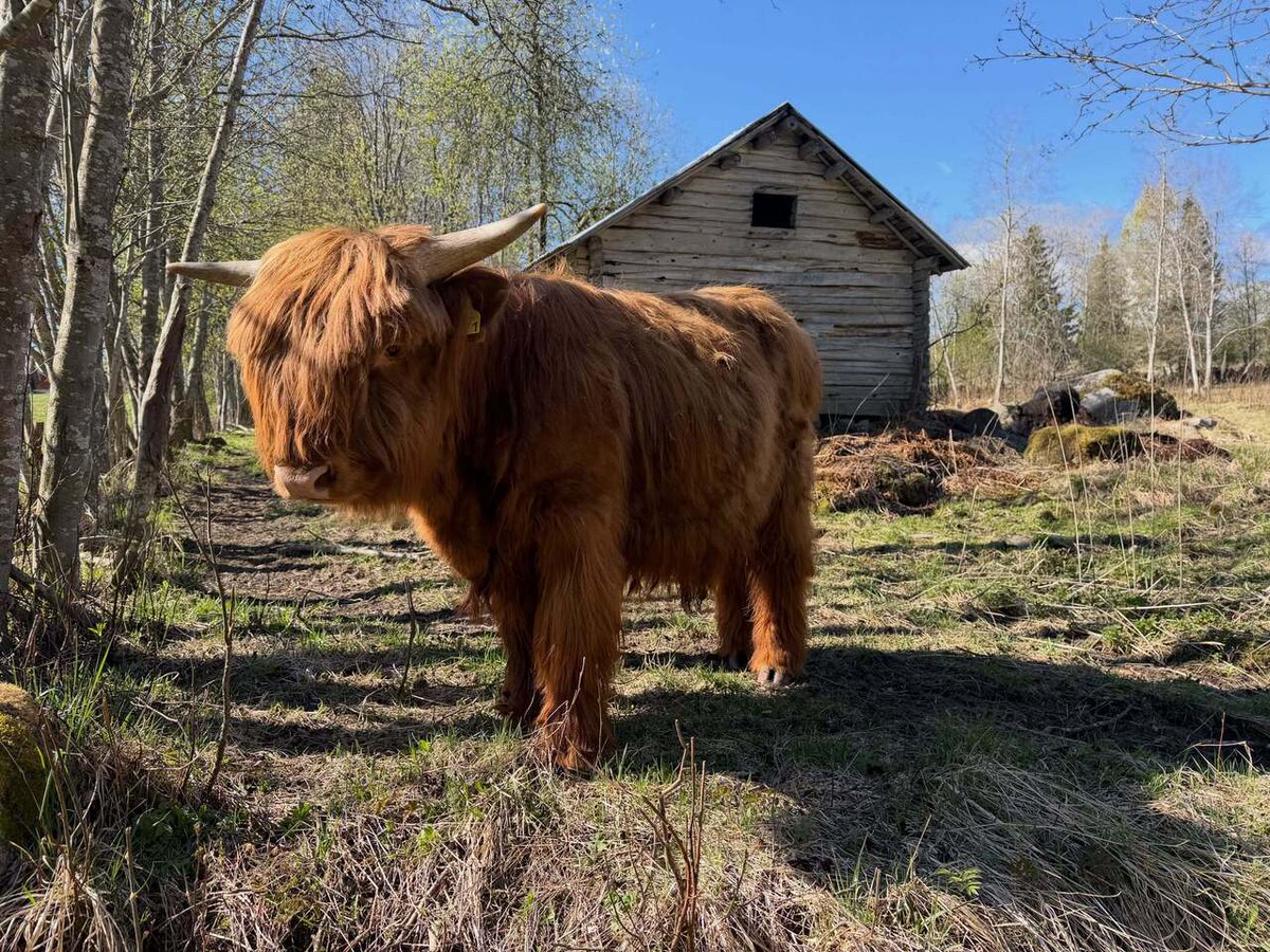 Highland Cattle of Saarela tweet media