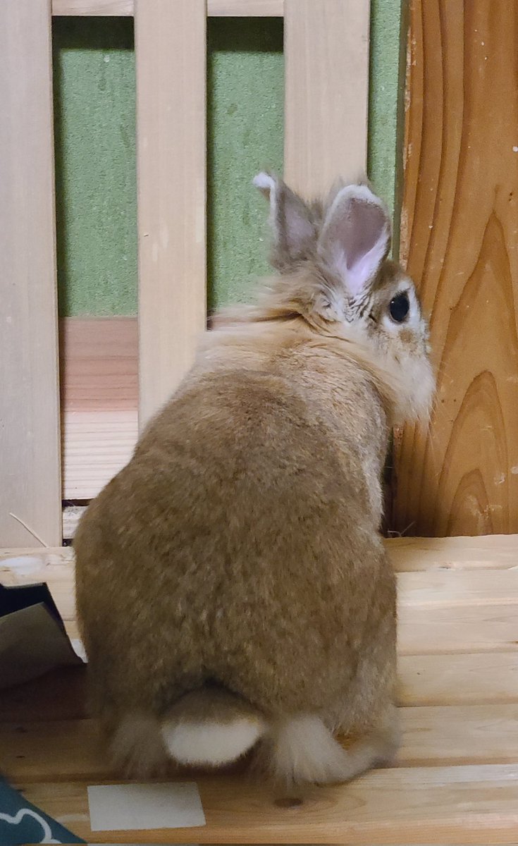 ふぅ🐰/5.10うさぎふくふく祭りinふくしま→No.30「がおや」 tweet media