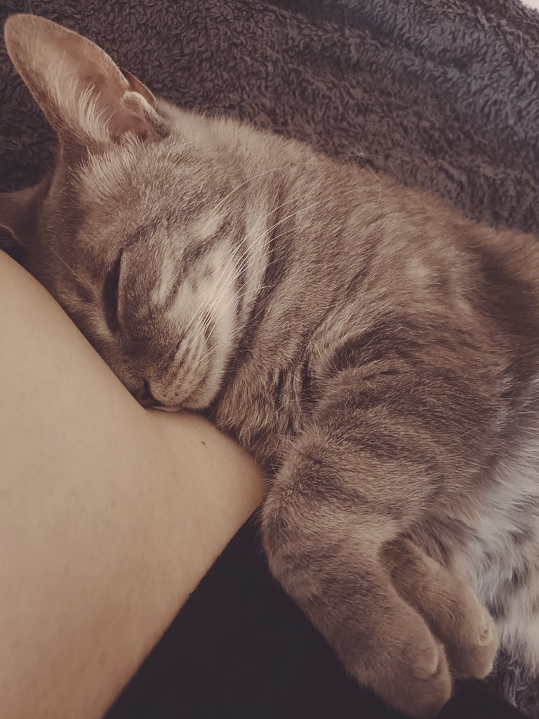 orenjiourson's tweet photo. Sweet dream <⁠(⁠￣⁠︶⁠￣⁠)⁠↗✧⁠*⁠。 https://t.co/zTAs83sS9g