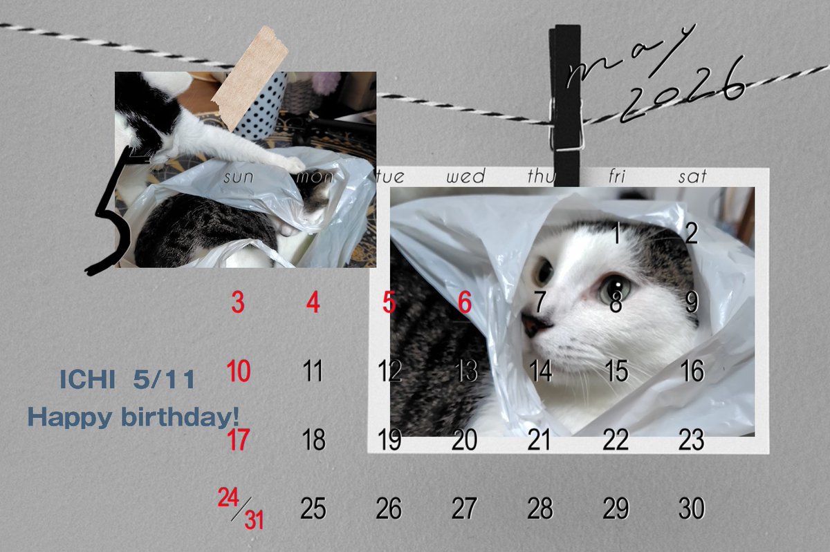 enquality1403's tweet photo. 本日はいち6歳の誕生日！
ハイパーな爪とぎをプレゼント☺️
いつも配送トラブルで遅れちゃうのだけど今年は届いたので…初めて誕生日プレゼントを当日に渡せたような気がする🙌🙌
おめでとう！健やかであれ！ https://t.co/6Ov9OKprrI