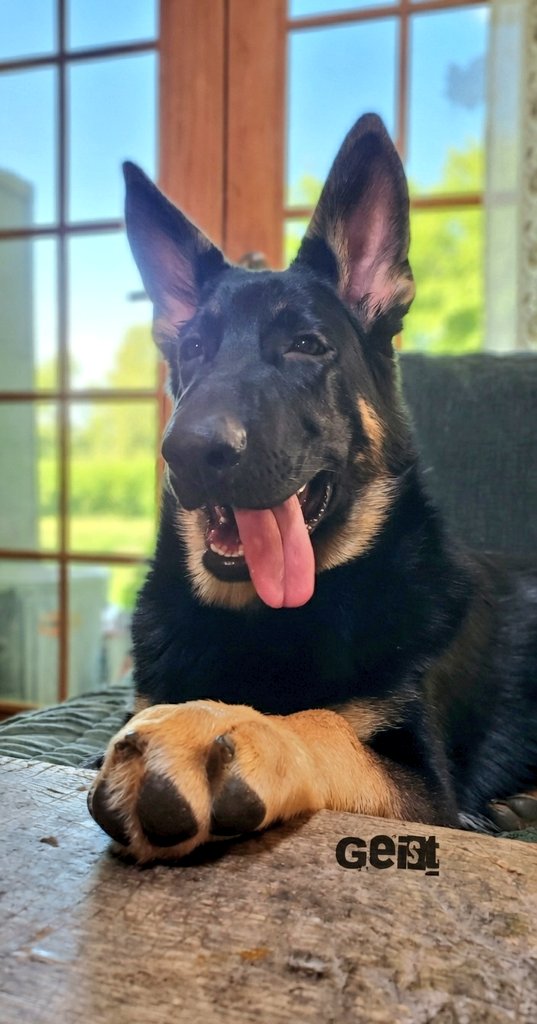 K9Garm tweet media