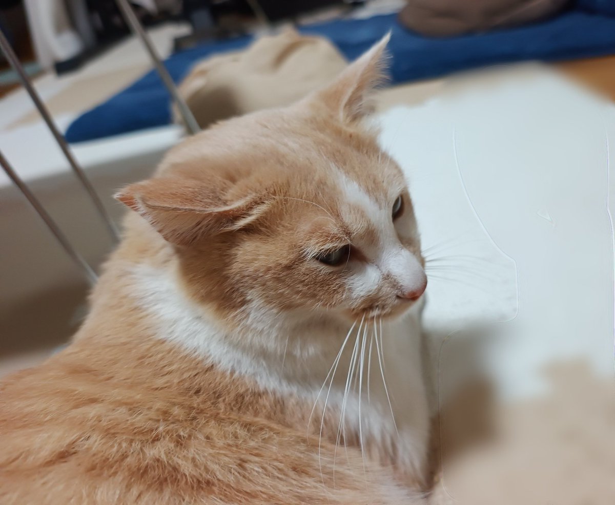 また明日〜 #猫のいるくらし #猫のいるしあわせ #cat #ひげまんじゅう