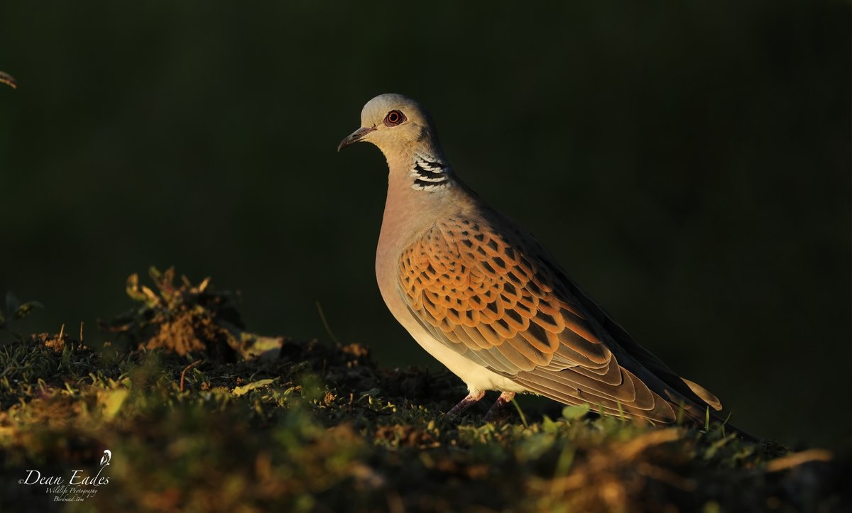 DeanEades's tweet photo. Turtle Dove
https://t.co/HnXv6vqpRl
@SLArchive @lincstohumber @LincsLive @UKLincolnshire @BBCRadioLincs @UKNatureAware @ukbirds @british @britishbirds @BirdsonBrink @TheBirdsDogs @BritishEcolSoc @NatGeo @AMAZlNGNATURE @NatGeoPhotos https://t.co/e4F9yHI9v5