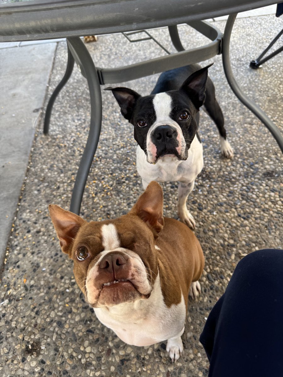 Roseytrish's tweet photo. Iggy and Penny: so cute https://t.co/IBzUfkIzMB