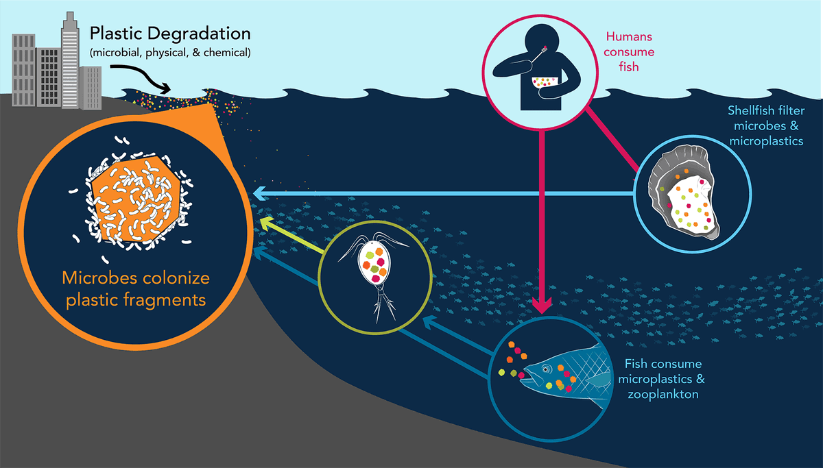 PfeOrg's tweet photo. #DidYouKnow 
The plastic we throw into the ocean is coming back to our dinner plates. Fish ingest microplastics, which travel up the food chain directly to us.
To protect our health and our seas, we must change our habits now. 🌊🐟
 #Microplastics #CleanOurSeas https://t.co/nRzsTaWebH