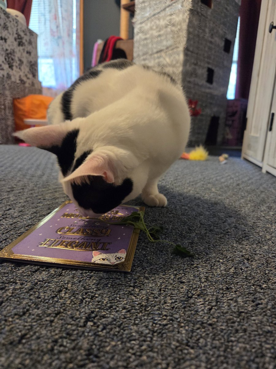 TheSprinklesCat's tweet photo. THANK MEW @KentKnight2! We asked them to send our Meowmy a Mother's Day card for us! We can't write wif our paws, so we used our brains + asked! She β€οΈ it, we β€οΈ your furrendship! Hope mew have a purrfect #MovingMonday! #cowcat #CatsofTwitterX #AdoptDontShop #StaySafeFurrends https://t.co/42BmNVOcpE