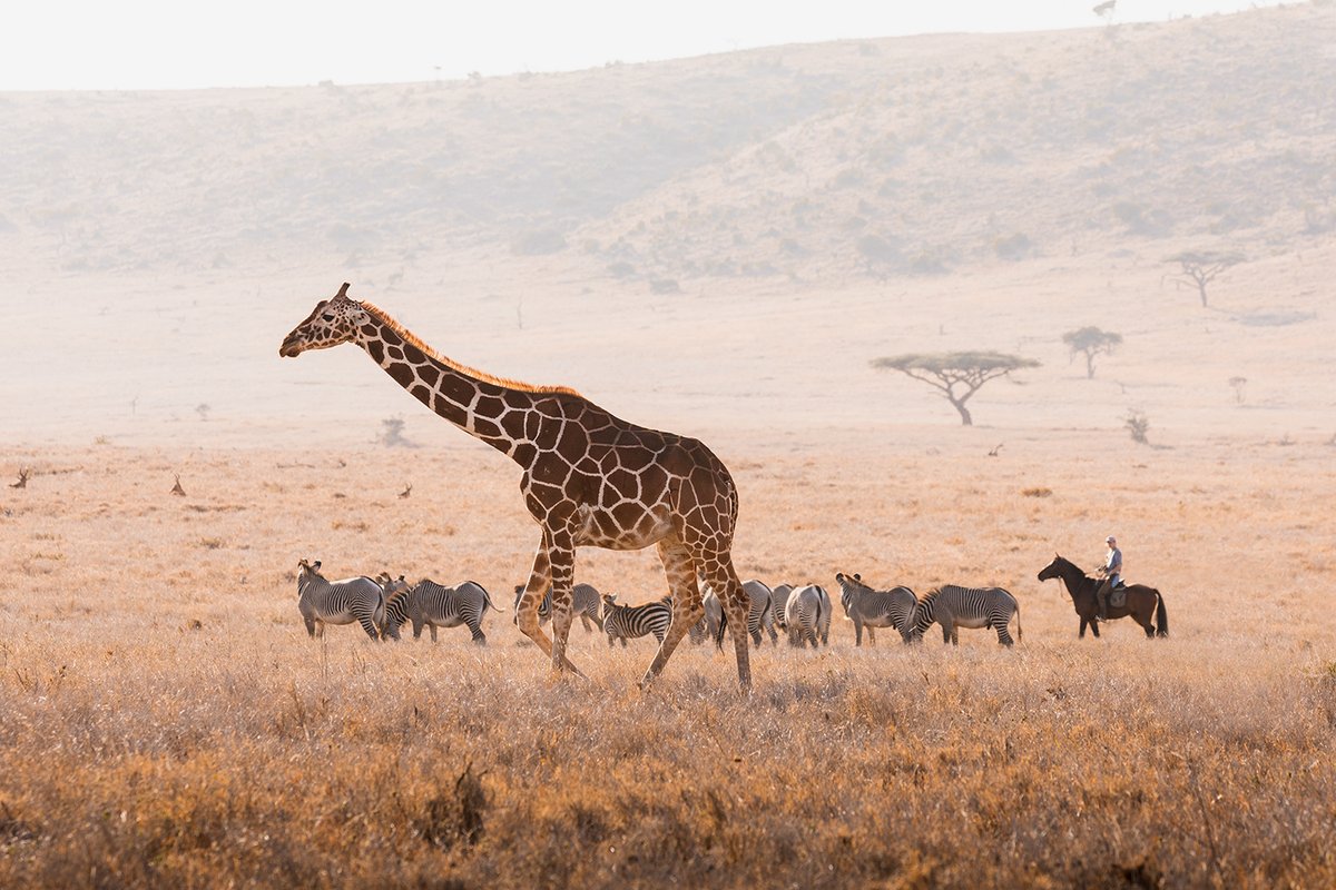 Lewa Wildlife Conservancy tweet media