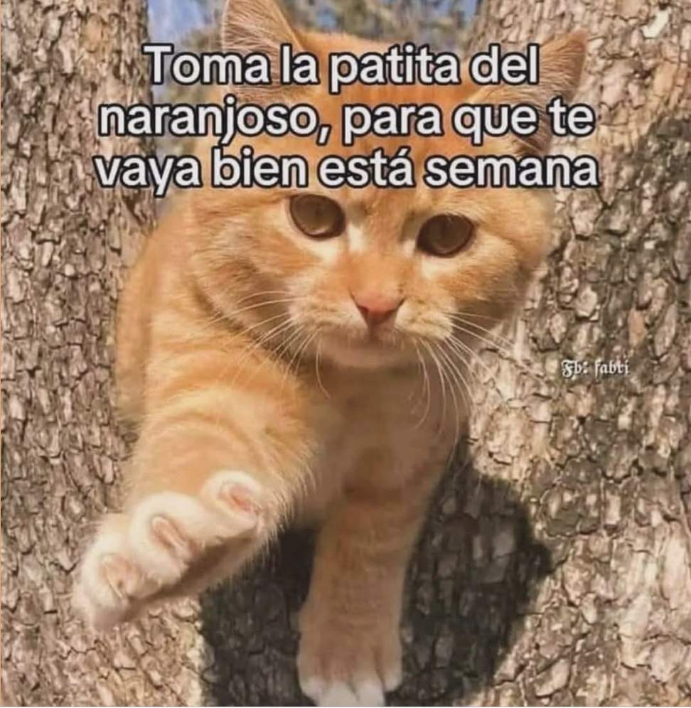 El Guarromántico tweet media