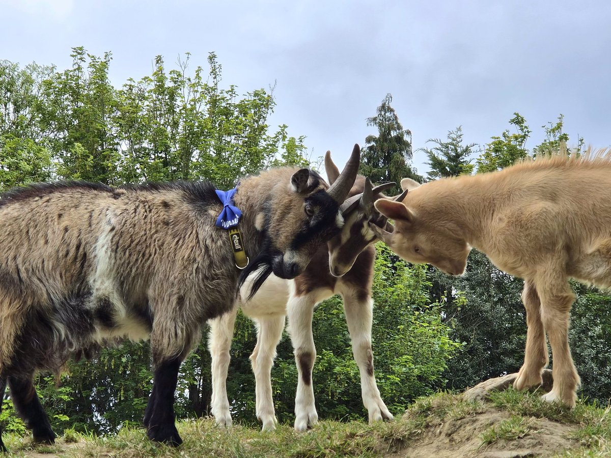 ButtercupsGoats's tweet photo. Winston, Jackaroo and Wilbur 😊 https://t.co/pvS2vSBep2