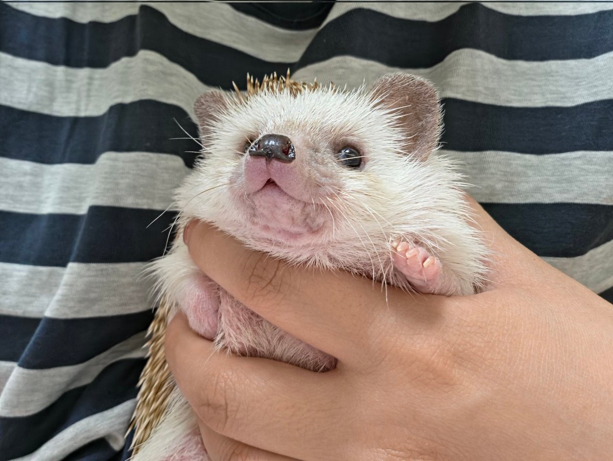 cabhedgehog's tweet photo. 너!! 이 몸이 누군지 아느냐!!! https://t.co/VWmZsMkqQU