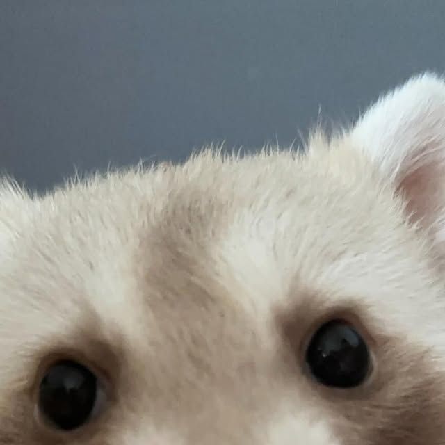 Why you should have a Raccoon tweet media