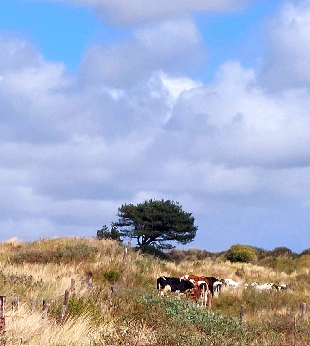 HettieZurMuhlen's tweet photo. ๐ดFietsrondje door windkracht-veel๐ช๐
Koeien uit de wind, en strand met veeeel schuim en hoge golven, harde wind en oooveral zand๐คช #Ameland #EngelsGras #meidoorn #skuum #hardeWind #sporten https://t.co/HHmgj5FniB