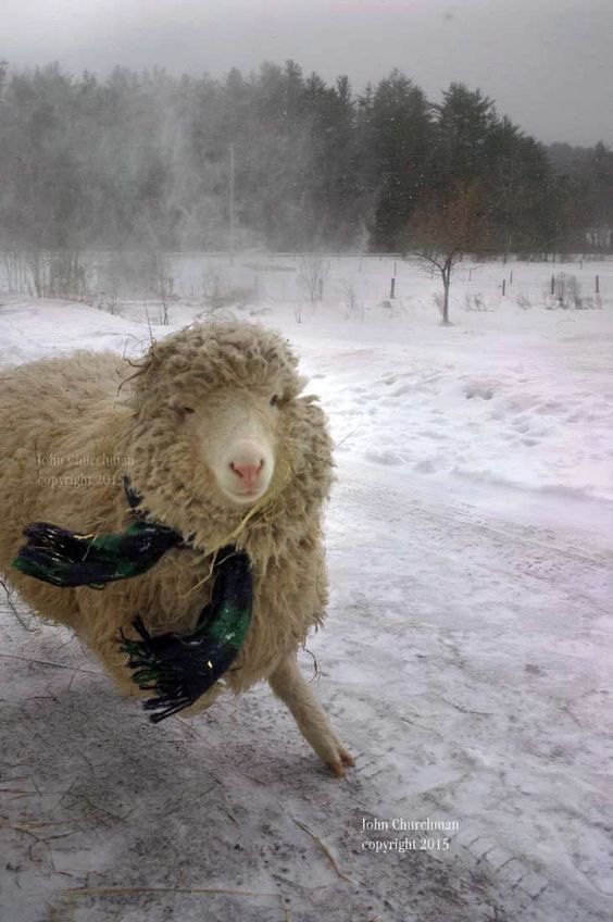 sheep tweet media