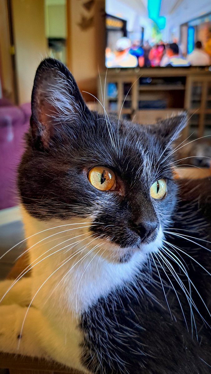 _ViralCats_'s tweet photo. Gigi. ๐๐ค๐ค๐พ
Photo by Russ Colwell.
#cat #cats #cutecat #beautifulcat #adorable #adorablecat #kitty #ViralCats #catphotos https://t.co/CaKyPWlOqG