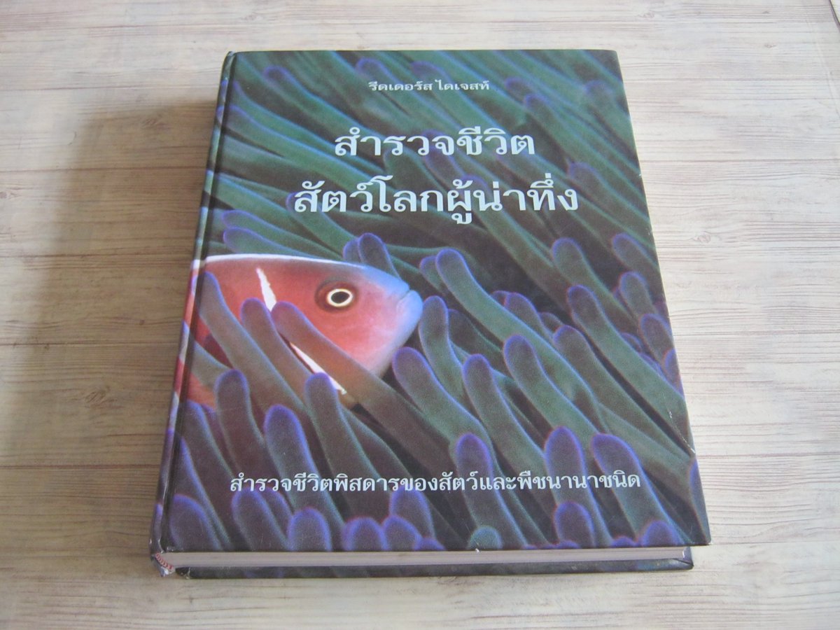 ไคล่า เมย์ | ศาสตร์โยนีสูบวิญญาณ tweet media