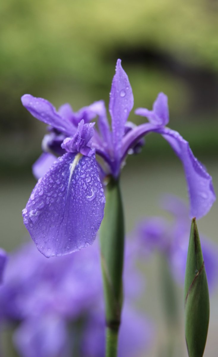 KazSilverlining's tweet photo. Iris purple, color that symbolizes nobility. Droplets slightly glisten on the surface of its petals. Treasure only at this time of year.
#flowers 
#photooftheday 
#purpleflowers💜
#japantravel 
#naturephotography https://t.co/WDvs4yJPHE
