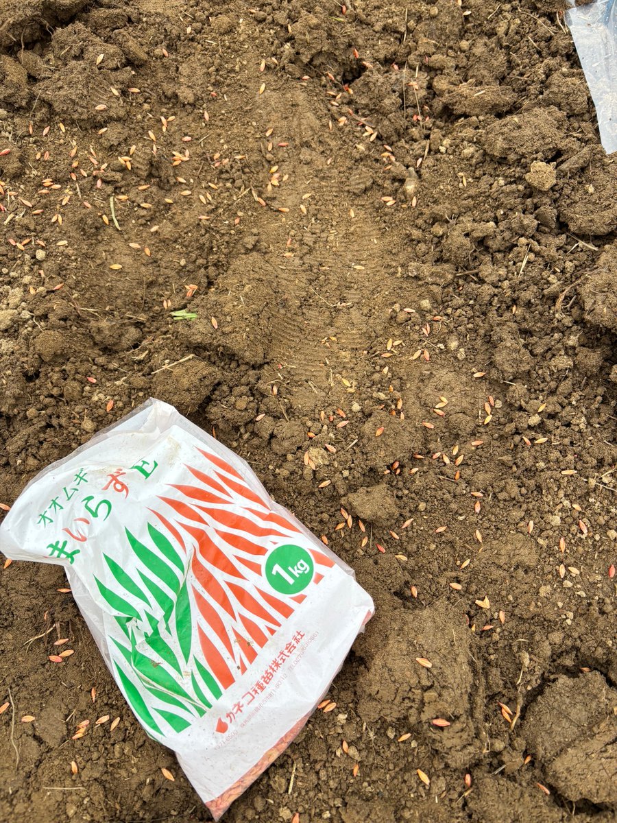 831btk's tweet photo. 夏野菜の定植を徐々に行っています。今年は、暑さ来策で白マルチ（右端）を試すことに。通路幅は広めに１ｍ確保して雑草対策でオオムギをまきました。これで少しは、雑草管理が楽になるはずです https://t.co/C5TMpCI9Iz