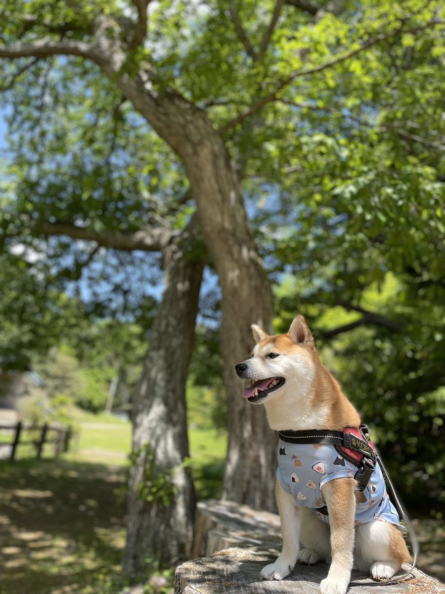 柴犬ころ tweet media