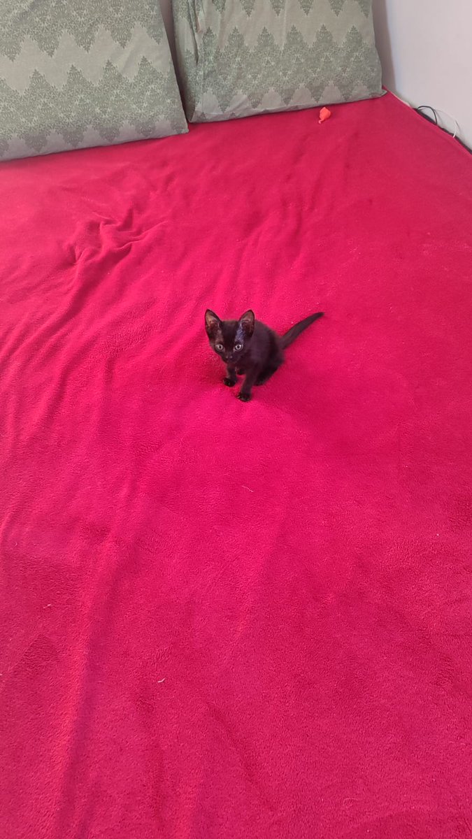 arlonelol's tweet photo. minha gata era muito feia tadinha https://t.co/cyfwzmUo8H