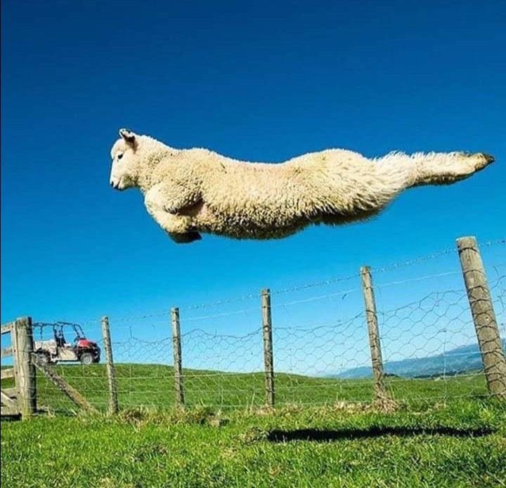 sheep tweet media