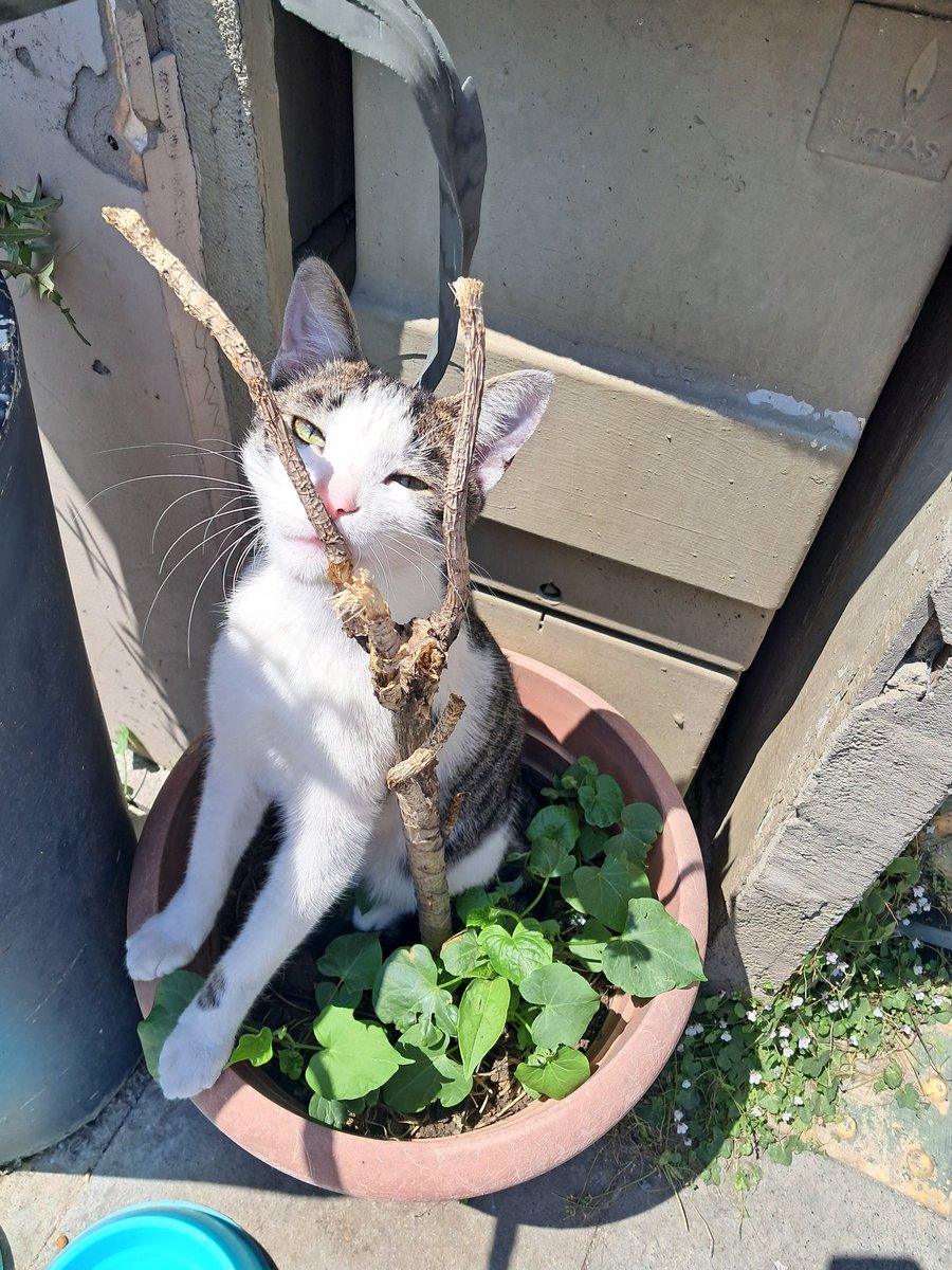 canosthecat's tweet photo. Cicek ektim 😻 https://t.co/7pjjOfWUzd