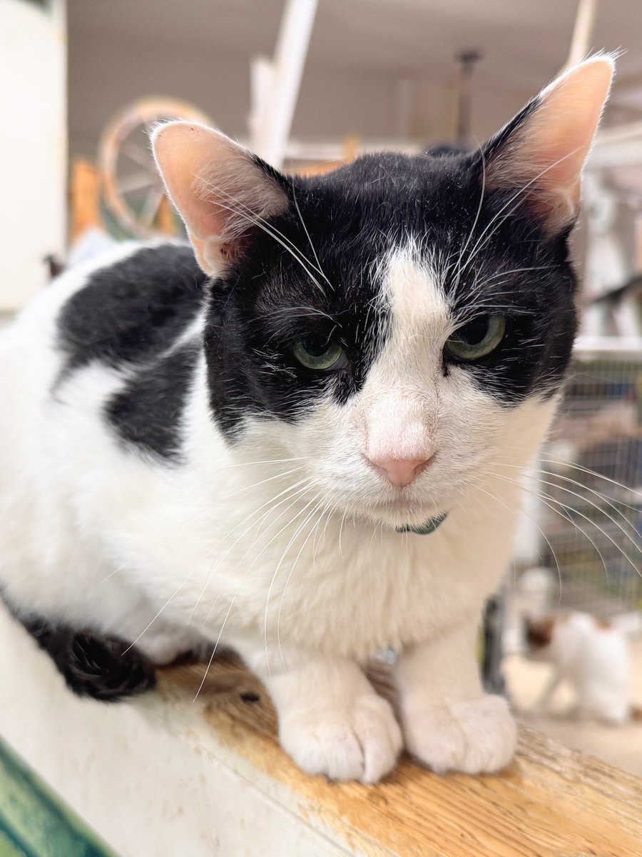 里親様募集中💐】 推定3～4歳の男の子🐱🐾 ごまソルトくんです✨ 東金