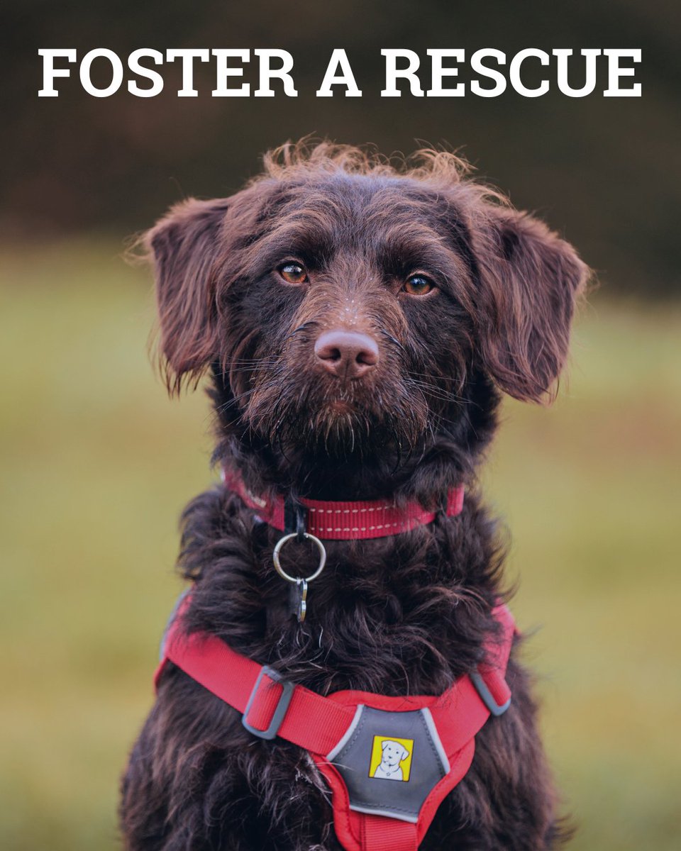 ServiceDogsUK tweet media