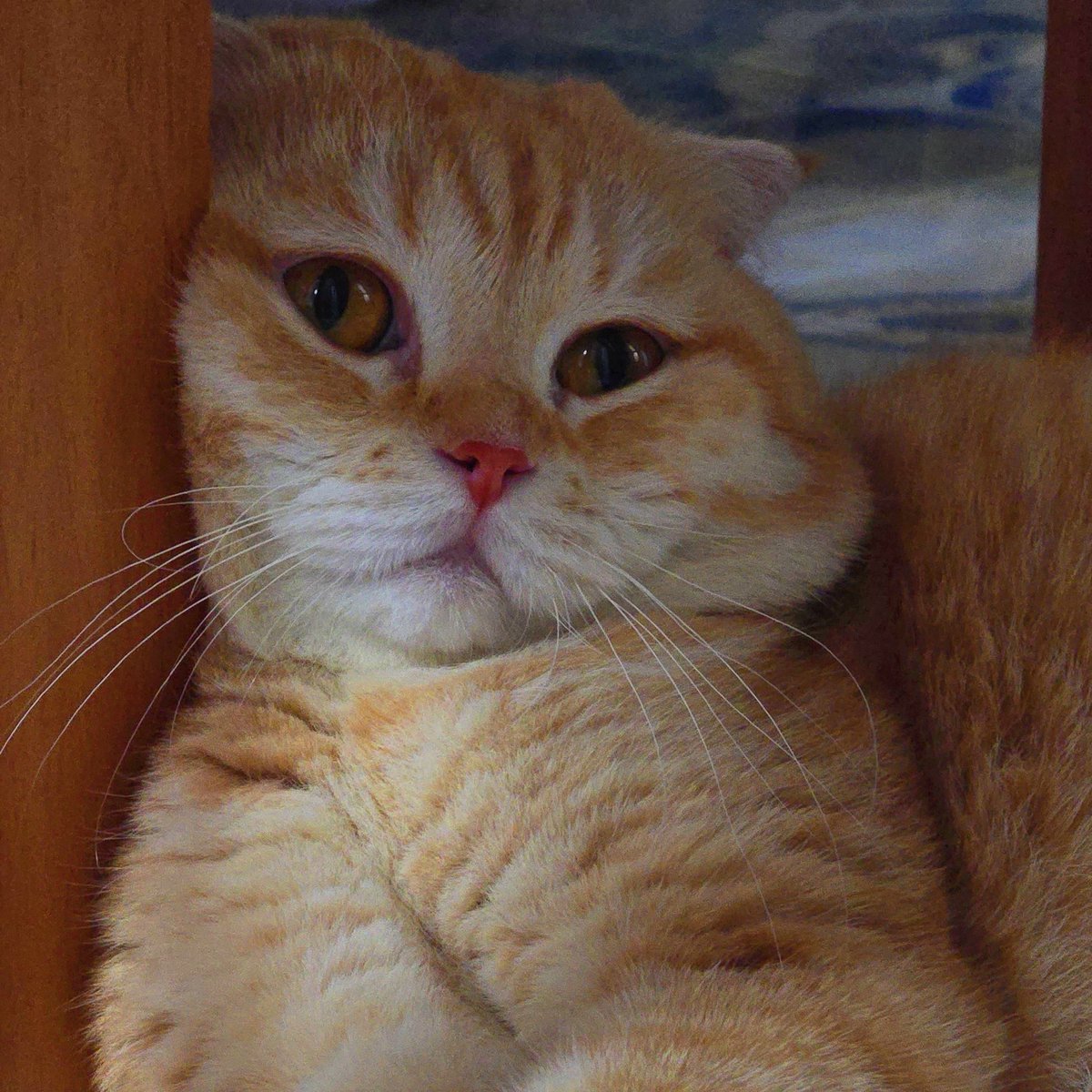 วันว่างๆของดาราเม่า พี่นอนอย่างเดียวนะน้อง🐱💤