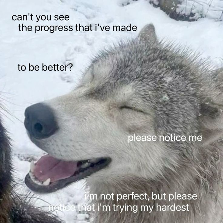 Dog tweet media
