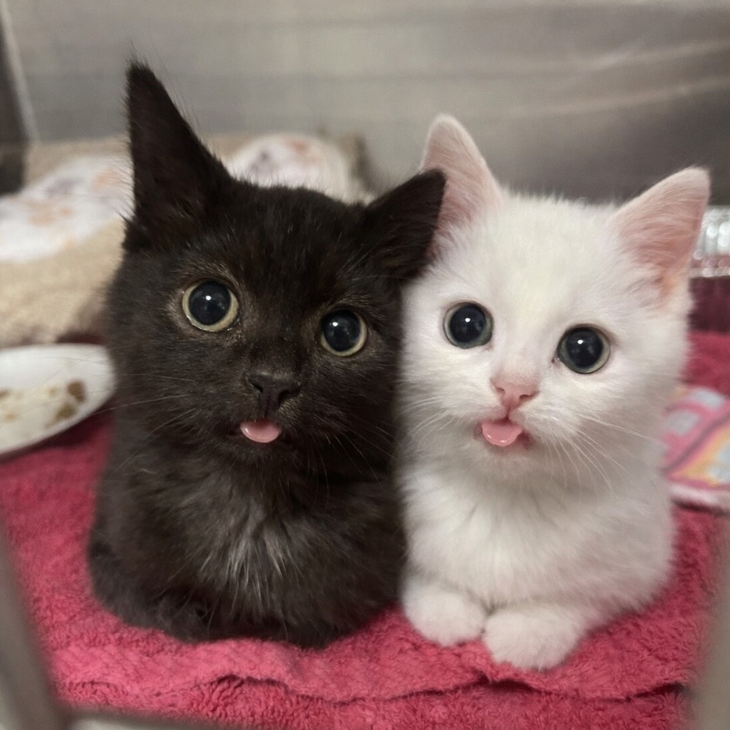 The Pets 𝕏 tweet media
