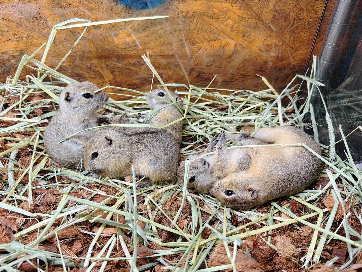 paraiso_abiko's tweet photo. 【新着生体のご紹介🌿】

リチャードソンジリス　
今年生まれのベビーがやってきました✨
可愛過ぎます〜！

到着したばかりなので、美味しいものをたべながらのんびりしてもらっています。
ご予約受付中ですので、お問合せお待ちしてます🌼

#リチャードソンジリス販売 https://t.co/bxKUPuOCuZ
