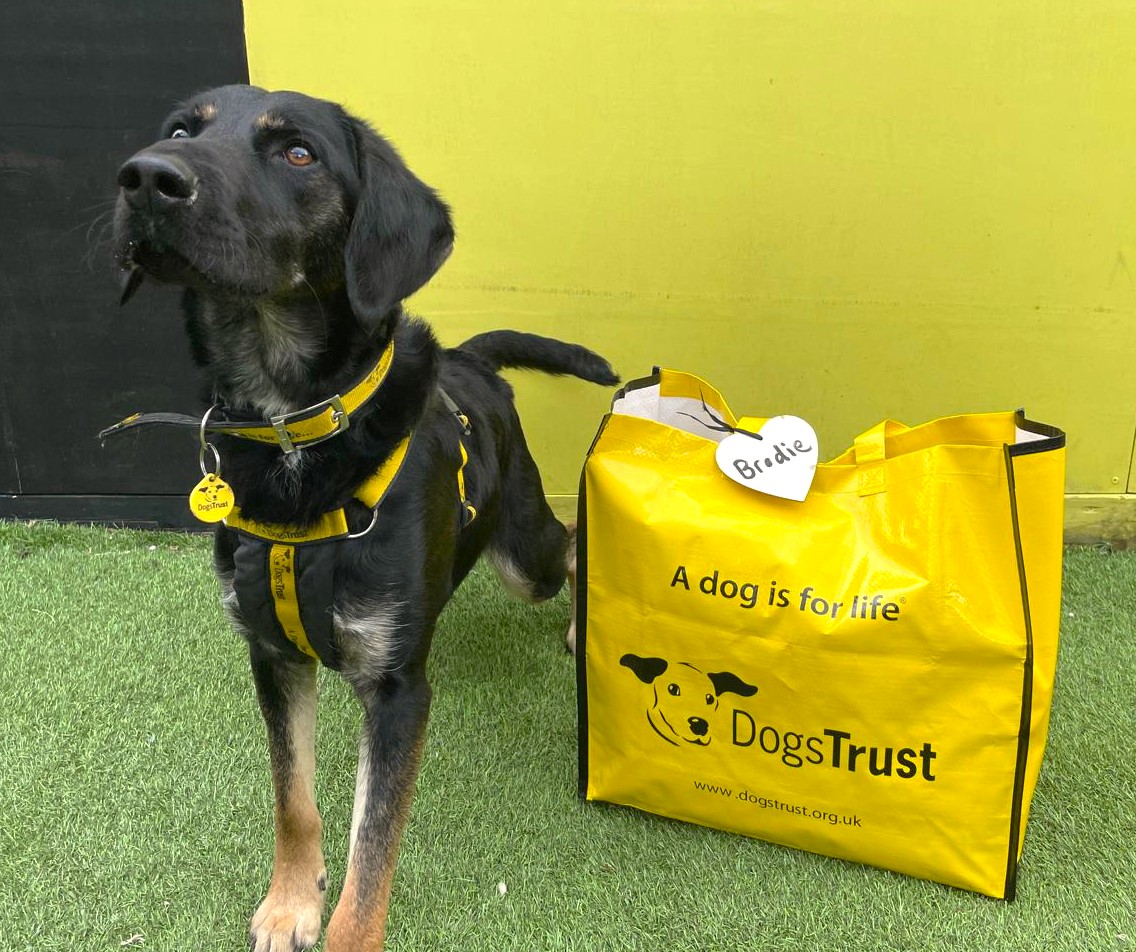 DT_WestCalder's tweet photo. Brodie is extremely happy to pack his Yellow Bag today💛 He is ready to jump in the car and head off to new adventures in life🐾 Good luck, Brodie🥰

#BigYellowBagDay
#AdoptDontShop
#ADogIsForLife

@DogsTrust https://t.co/mItp2jMPOK
