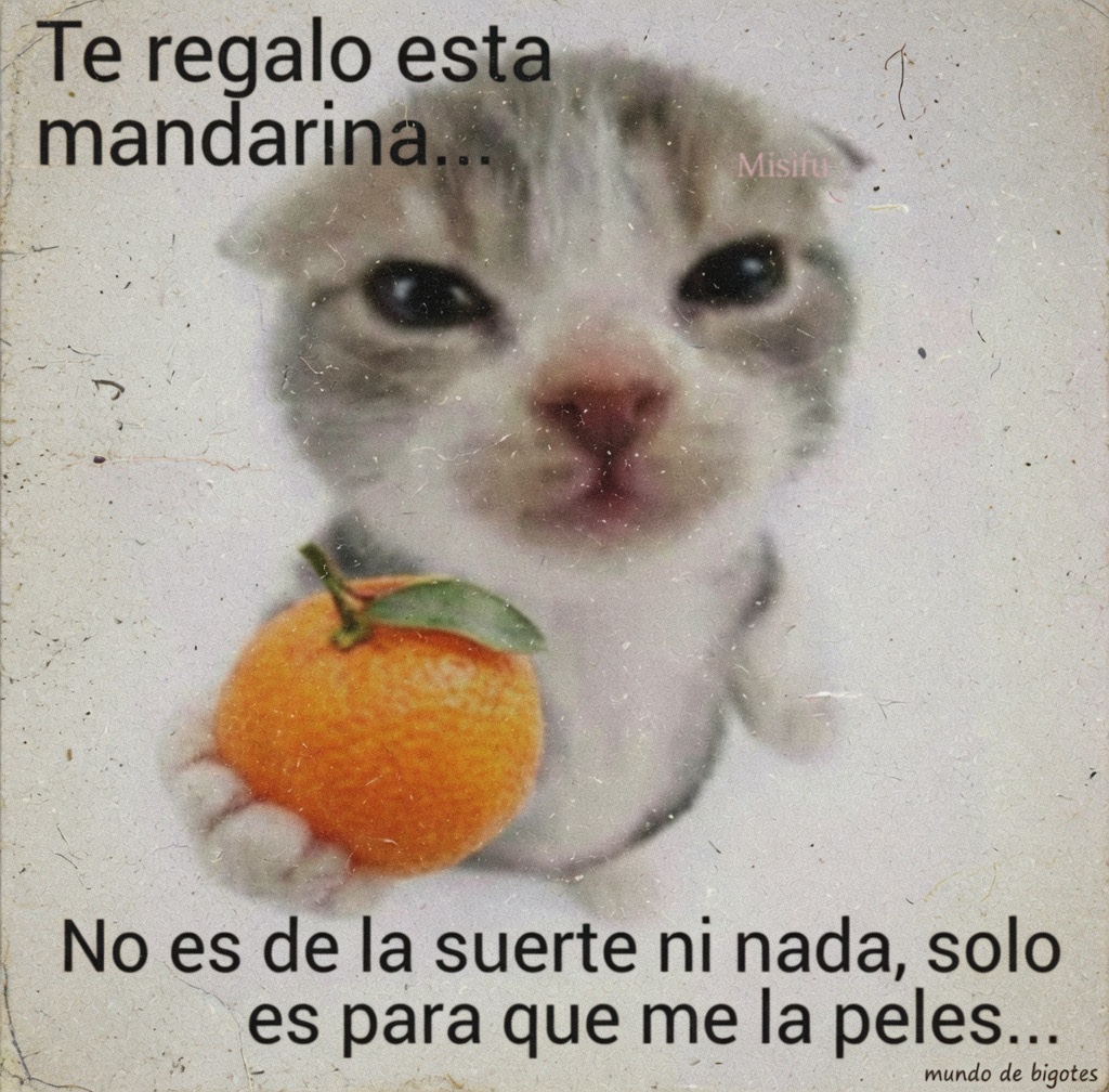 Mundo de Bigotes tweet media