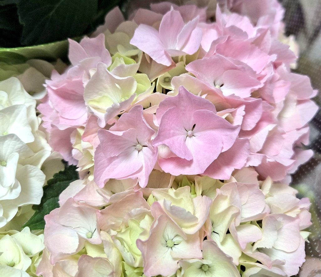 BossumaNGO's tweet photo. 今年の母の日は3株アジサイ💠🌿 ܸ💠🌿 ܸ💠🌿綺麗😍 https://t.co/DEfwVqbJQg
