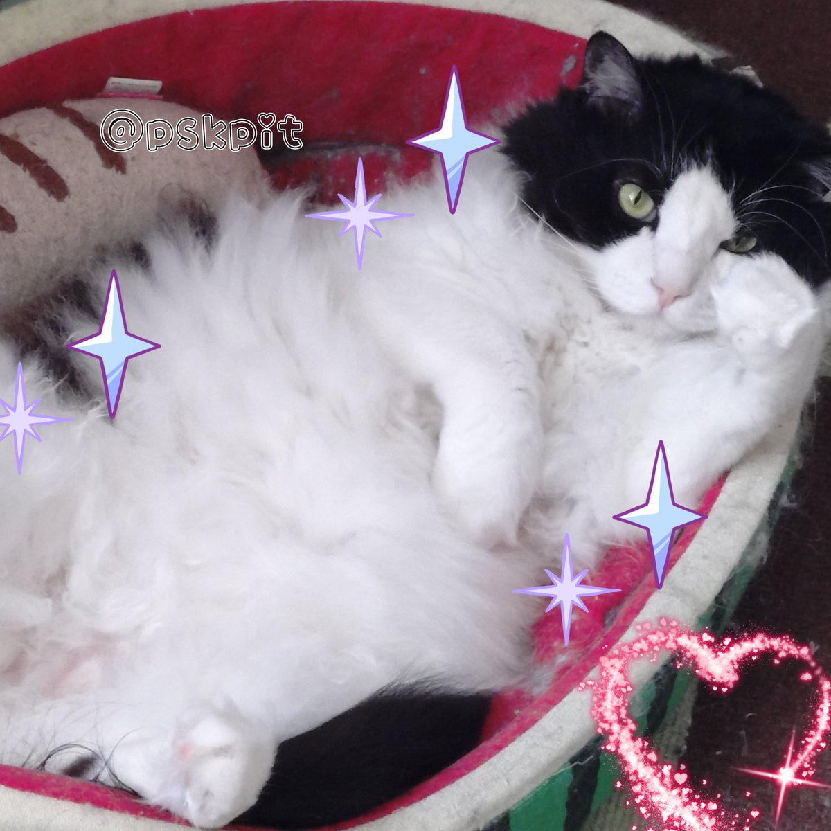 🐱昨日の猫様🐱
ガッツポな息子(🐈‍⬛)