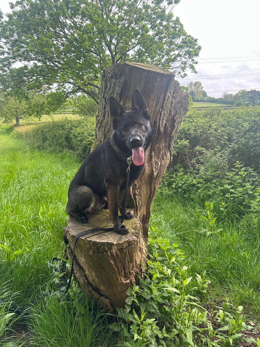 Devon Police Dogs tweet media