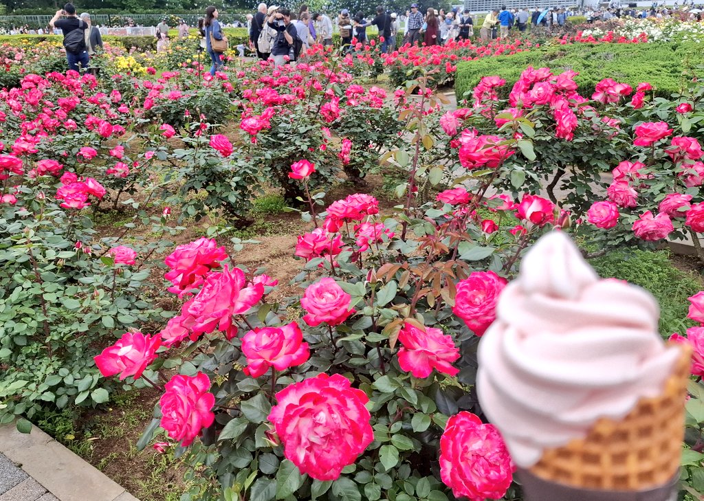 この前バラ園に行った時売店にバラのソフトクリーム🍦があったから買って園内のバラをたっぷり見せてあげてから頂いた🌹
ご覧バラソフト、満開の薔薇だよ
満開の薔薇、ご覧バラソフトだよ