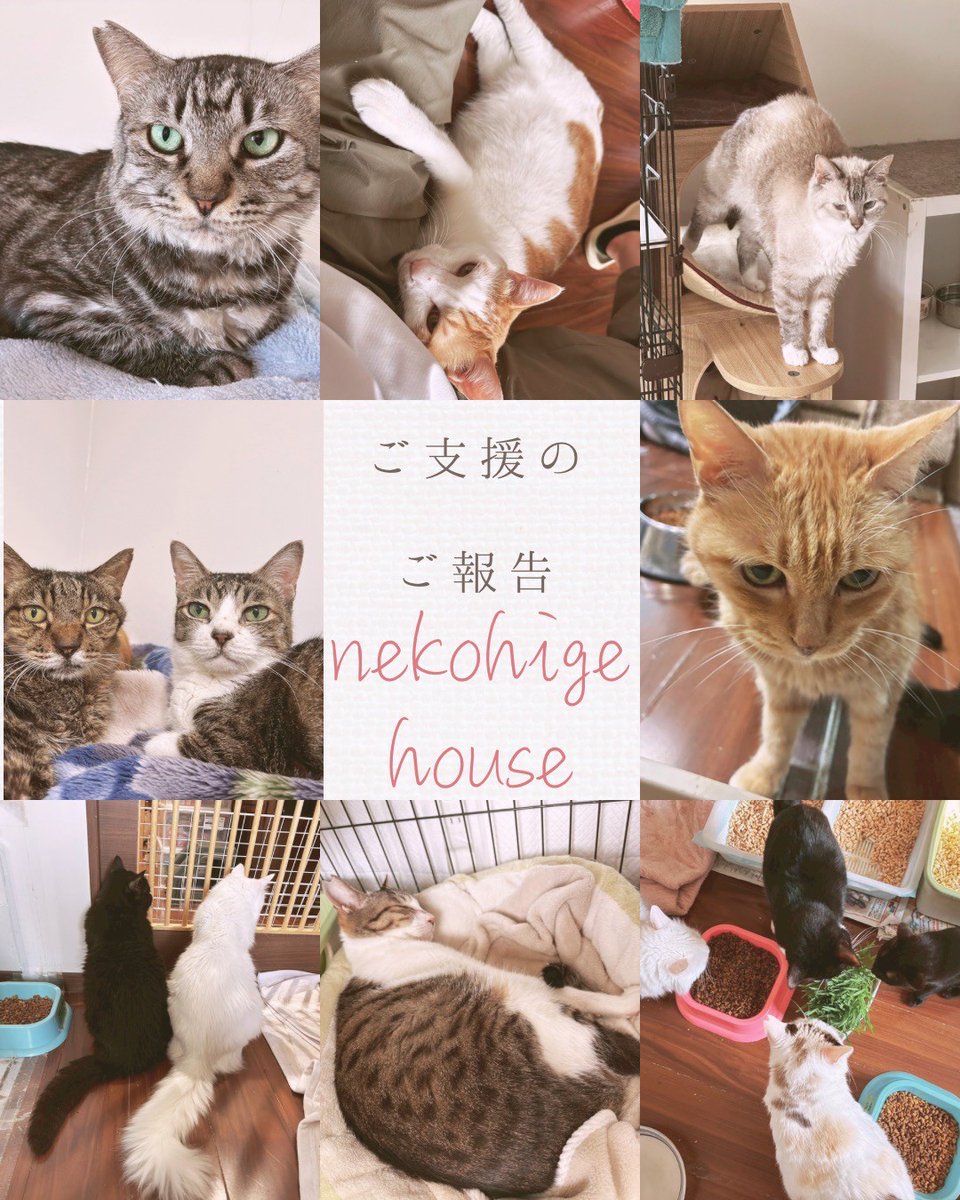 えっこさん、専用ページ 🌳🌱ご支援報告①🌱🌳 いつも沢山の応援、そしてご支援のご協力
